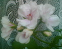 Imag003