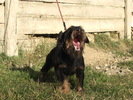 Achileus-Baro