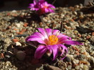 DSCF6151