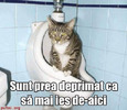 pisica-in-wc
