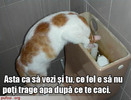 pisica-strica-wc