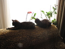 Strula & Baby pe canapea 18 sept 2010