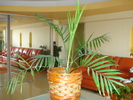 ARECA CU BOBOCI