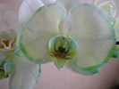 Orhidee Phale 18 oct 2010 (4)