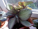 EPISCIA GREEN AGA