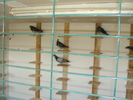 DSC01142