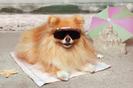 imagesCAHFOFC2