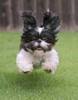 imagesCAT64GDN