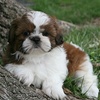 shih%20tzu2