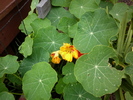 nasturium yellow