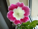 rosalinda
