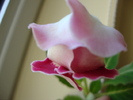 rosalinda
