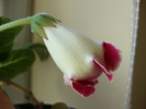 rosalinda