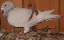 Femela 2007