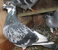 Mascul 2008