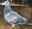 Mascul 2008