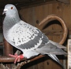 Femela 2009