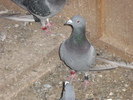 0712130-10-M CONCURSURI;7 VITEZE [4 CLASARI]