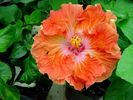 mandarin_orange