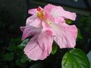 mary_lee_smith