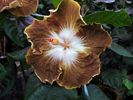 mystic_brown