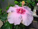 pacific_pearl