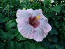 peeping_plum