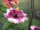 purple_magic
