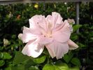 sweet_pink