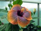 t_violet_sun