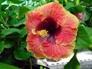 tahitian_aristocrat
