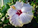 tahitian_prince