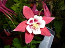Aquilegia Origami