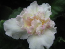 Sunkised Rose