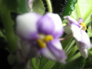 Picture 092