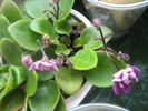 mini violeta