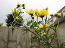 Crizantema galbena  noi 2010