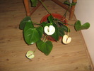 Anthurium