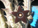 Caralluma hesperidum - 21.07.2009