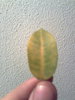 Ficus benjamina