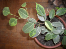Ficus Benjamin cu frunza panasate cu crem