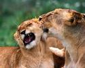 African_Lions_Wallpaper