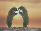 Bears_Ursi_Wallpapers_7