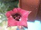 Huernia macrocarpa