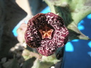 Orbea keithii - floare
