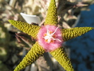 Stapelia flavopurpurea - floare