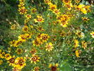 gaillardia