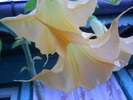 brugmansia