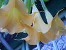 brugmansia