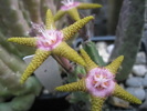 Stapelia flavopurpurea